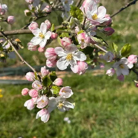 Les Jardins Framboise Yourte Et D'hotes *